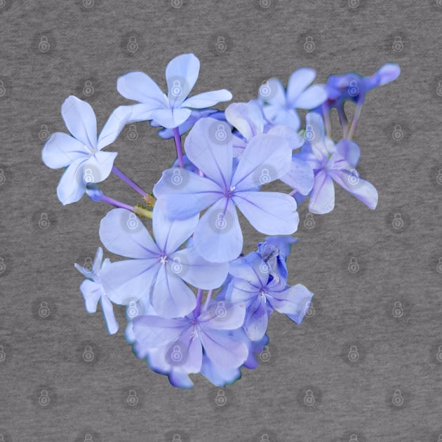 Little Blue Flowers Photo by ellenhenryart